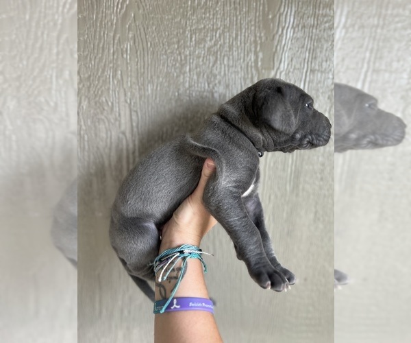 Medium Photo #2 Great Dane Puppy For Sale in AMARILLO, TX, USA