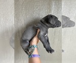 Small #1 Great Dane