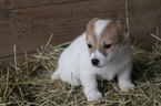 Puppy 0 Jack Russell Terrier-Unknown Mix