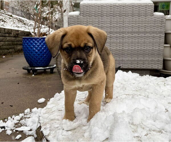 Medium Photo #4 Mutt Puppy For Sale in Springdale, PA, USA