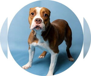 Staffordshire Bull Terrier Dogs for adoption in Rowlett, TX, USA