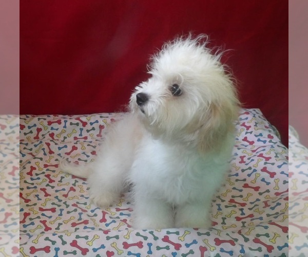 Medium Photo #5 Cavachon Puppy For Sale in PATERSON, NJ, USA