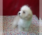Small #4 Cavachon