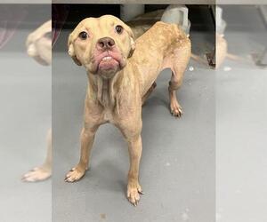 Mutt Dogs for adoption in Peoria, IL, USA