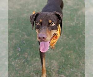 Doberman Pinscher-Unknown Mix Dogs for adoption in San Antonio, TX, USA