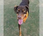 Small Doberman Pinscher Mix