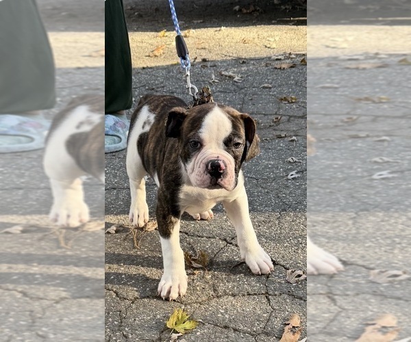 Medium Photo #7 American Bulldog Puppy For Sale in HUDSON, NY, USA