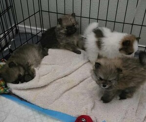 Pomeranian Puppy for Sale in MENIFEE, California USA