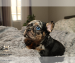 Small #2 French Bulldog