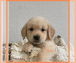 Puppy Theo Golden Retriever
