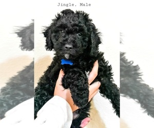 Aussiedoodle Miniature Puppy for sale in MARYSVILLE, WA, USA
