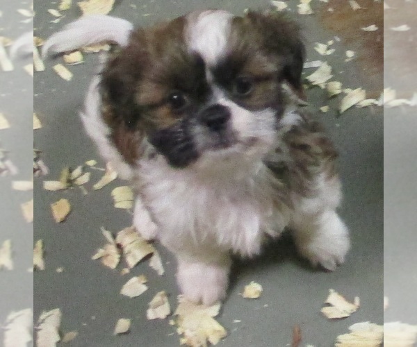 Medium Photo #13 Shih Tzu Puppy For Sale in CARROLLTON, GA, USA