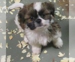 Small Photo #13 Shih Tzu Puppy For Sale in CARROLLTON, GA, USA