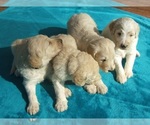 Small Photo #6 Goldendoodle Puppy For Sale in KERNERSVILLE, NC, USA