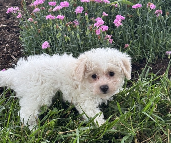 Medium Photo #3 Bichpoo Puppy For Sale in CANOGA, NY, USA