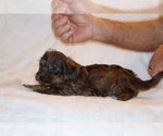 Small #12 Yorkiepoo mix (+ Poodle Toy)