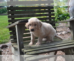 Puppy Rascal Golden Retriever