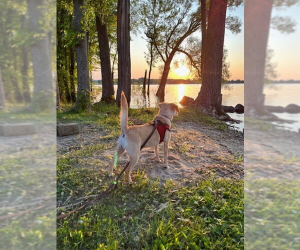 Medium Photo #4 Beagle-Chihuahua Mix Puppy For Sale in East Derry, NH, USA