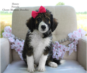 Bordoodle Litter for sale in GREENWICH, OH, USA