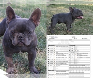 Father of the French Bulldog puppies born on 07/15/2022