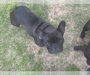Mother of the French Bulldog puppies born on 01/05/2022