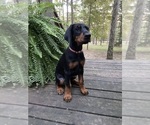 Small Photo #2 Doberman Pinscher Puppy For Sale in FREDERICKTOWN, MO, USA