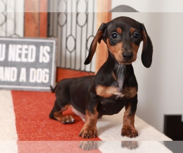 Medium Photo #4 Dachshund Puppy For Sale in NAPLES, FL, USA