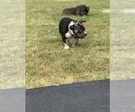 Small #3 American Bully