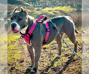 Zsa Zsa - Female American Staffordshire Terrier-Unknown Mix Dog for Adoption - Photo #2