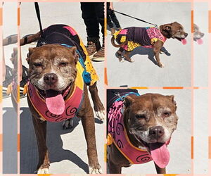 Charlotte - Female Mutt Dog for Adoption - Photo #4