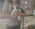 Puppy Princess Border Collie