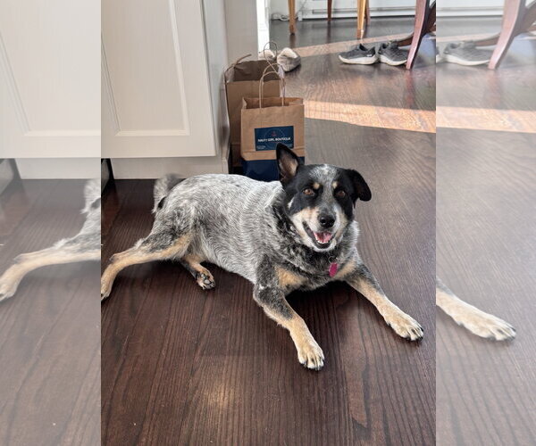 Medium Photo #7 Mutt Puppy For Sale in Garden City, NY, USA
