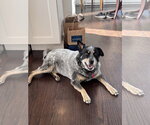 Small #6 Mutt