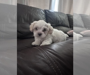 Shih Tzu Puppy for sale in NEW BERLIN, WI, USA