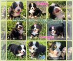 Image preview for Ad Listing. Nickname: AKC BERNESE MTN