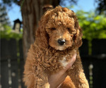 Puppy Louie Goldendoodle (Miniature)