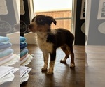 Small Photo #2 Australian Shepherd Puppy For Sale in BURLESON, TX, USA
