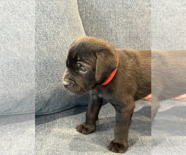 Medium Photo #3 Labrador Retriever-Unknown Mix Puppy For Sale in San Diego, CA, USA