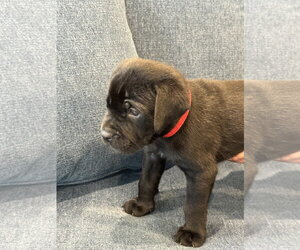 Charlotte's Puppy Teddy - Male Labrador Retriever-Unknown Mix Dog for Adoption - Photo #3