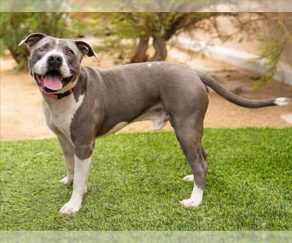 Medium Photo #3 American Pit Bull Terrier-Unknown Mix Puppy For Sale in Las Vegas, NV, USA