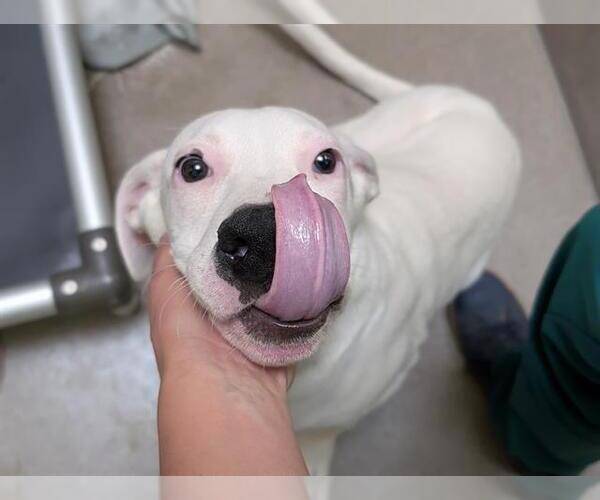 Medium Photo #1 American Bulldog-Unknown Mix Puppy For Sale in Denver, CO, USA
