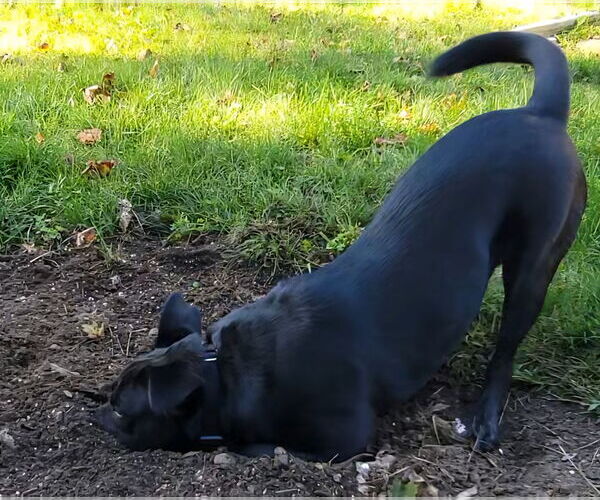 Medium Photo #16 Boxador Puppy For Sale in Wakefield, RI, USA