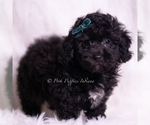 Puppy Lemonheart Poodle (Miniature)