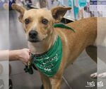 Small #1 Retriever  Mix