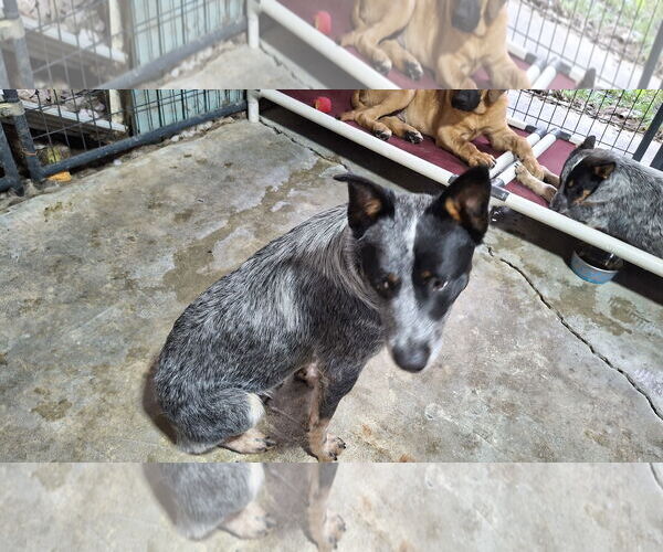 Medium Photo #11 Mutt Puppy For Sale in Sebec, ME, USA