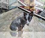 Small #10 Mutt