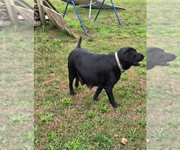 Medium Photo #11 Labrador Retriever Puppy For Sale in ACUSHNET, MA, USA