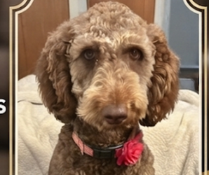 Mother of the Double Doodle puppies born on 09/16/2026