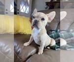 Small Photo #4 French Bulldog Puppy For Sale in GREENVILLE, TX, USA