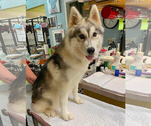 Pomsky Dogs for adoption in Benton, LA, USA